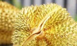 甲仑榴莲的特点是什么 甲仑榴莲的特点是什么